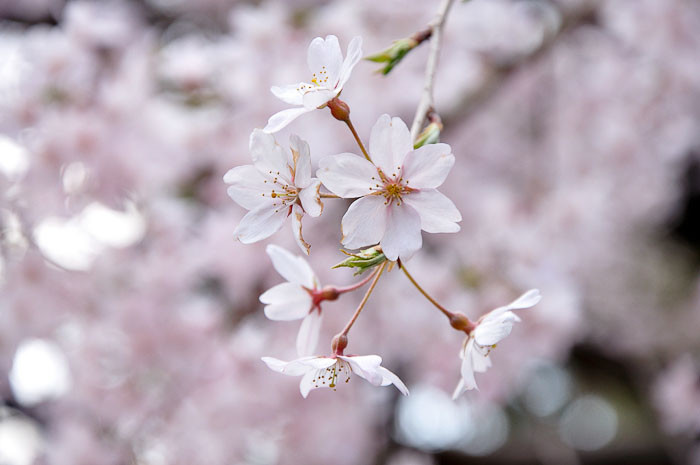 Cherry blossoms in Japan.