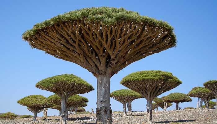 Dragonblood trees on Socotra, Yemen.